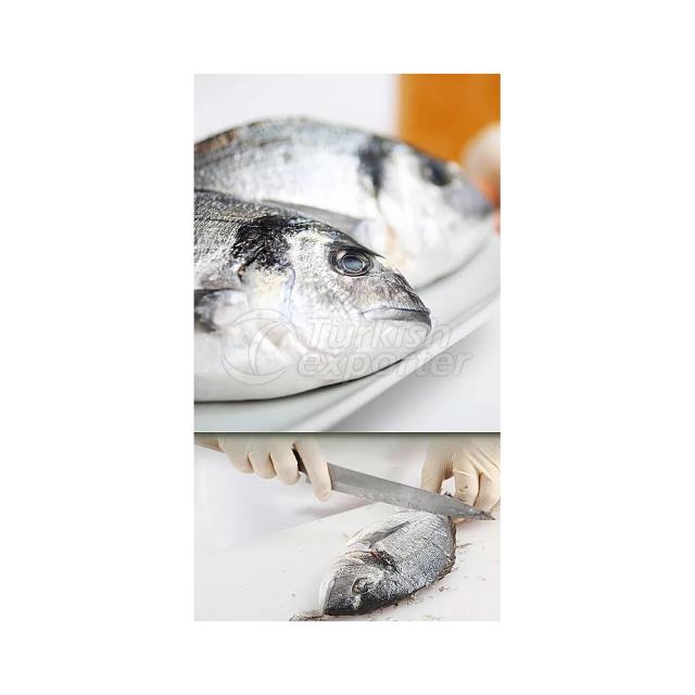 Sea Bream