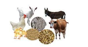 Cattle and Poultry Feed