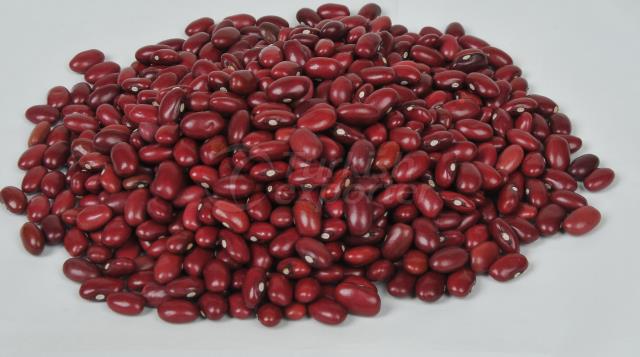 Ethiopian Origin Red Kidney Bean