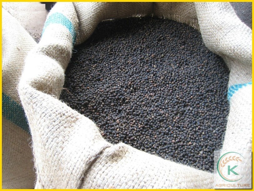 Vietnam First Grade Black Pepper 570 G/L