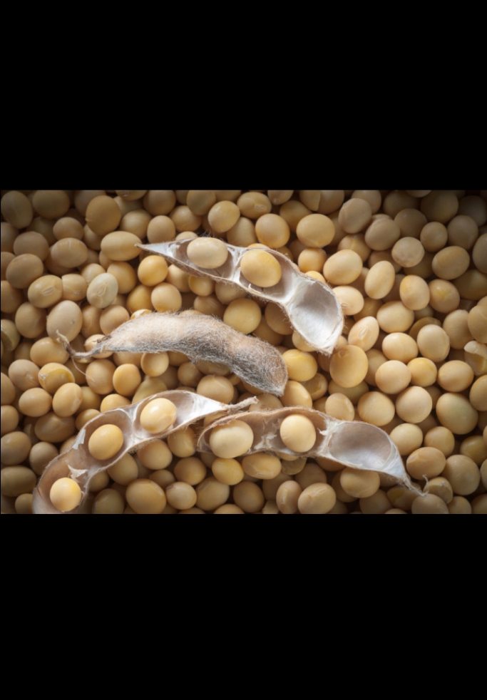 Soybean