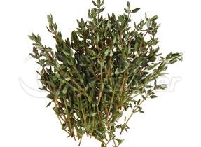 Organic THYME