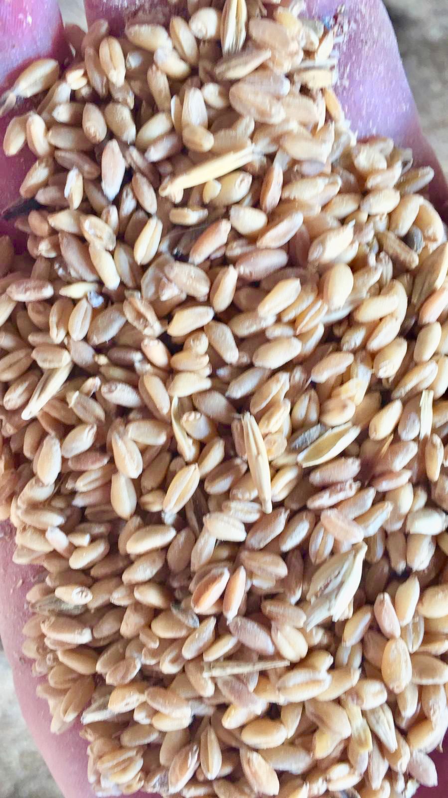 Durum Wheat