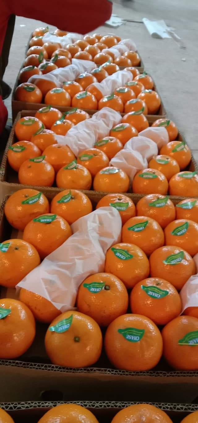 Oranges