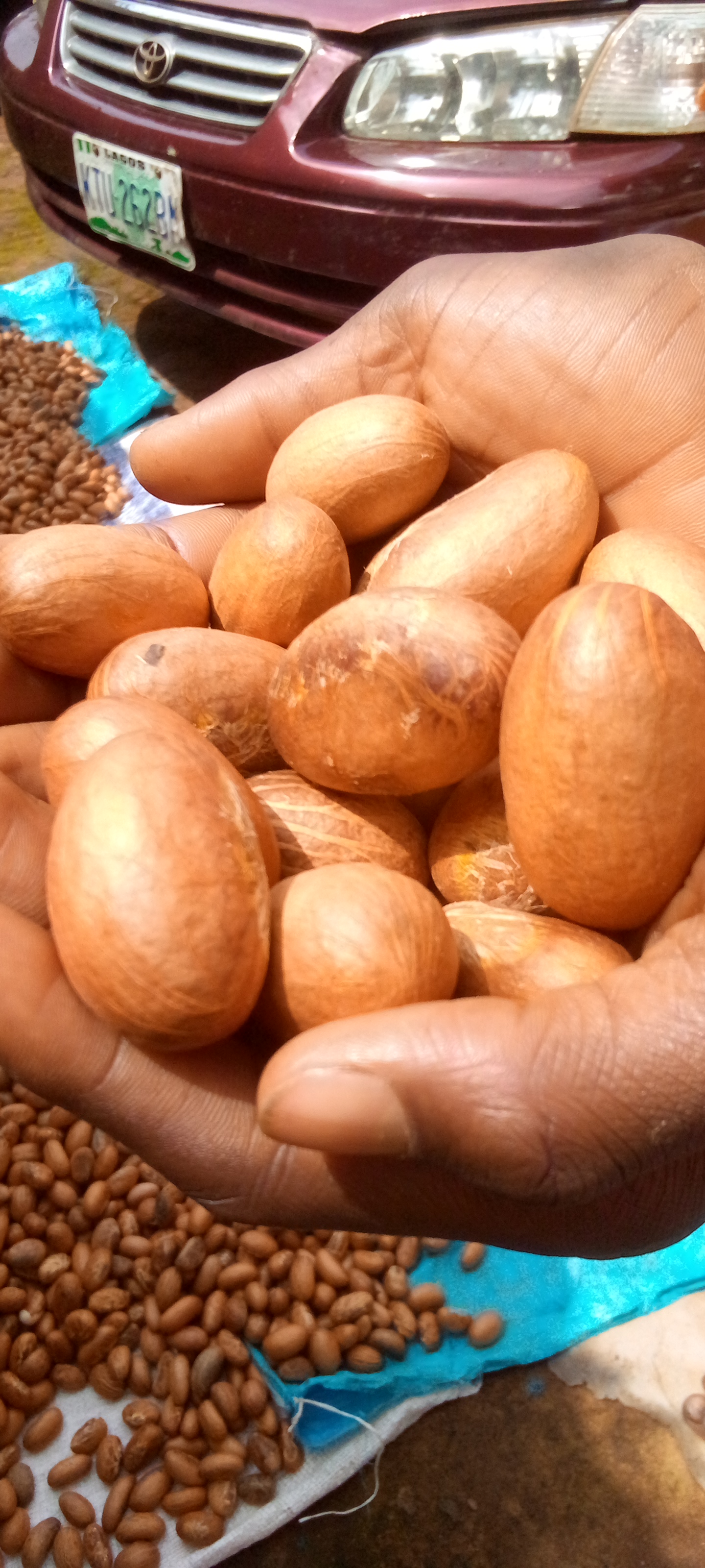 Bitter Kola Nuts 