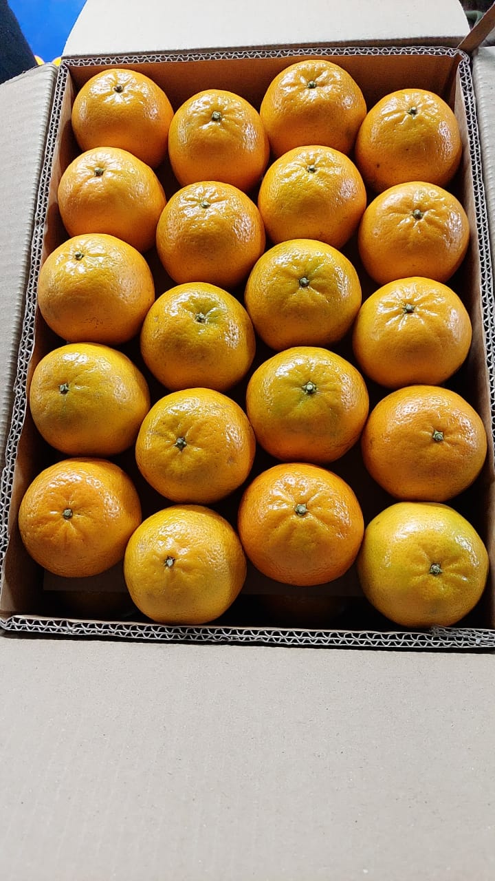 Fresh Oranges Mandarin