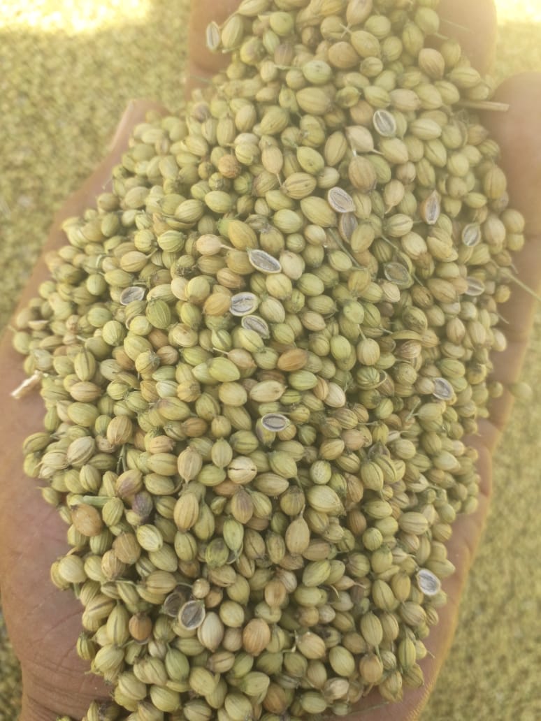 Coriander seed