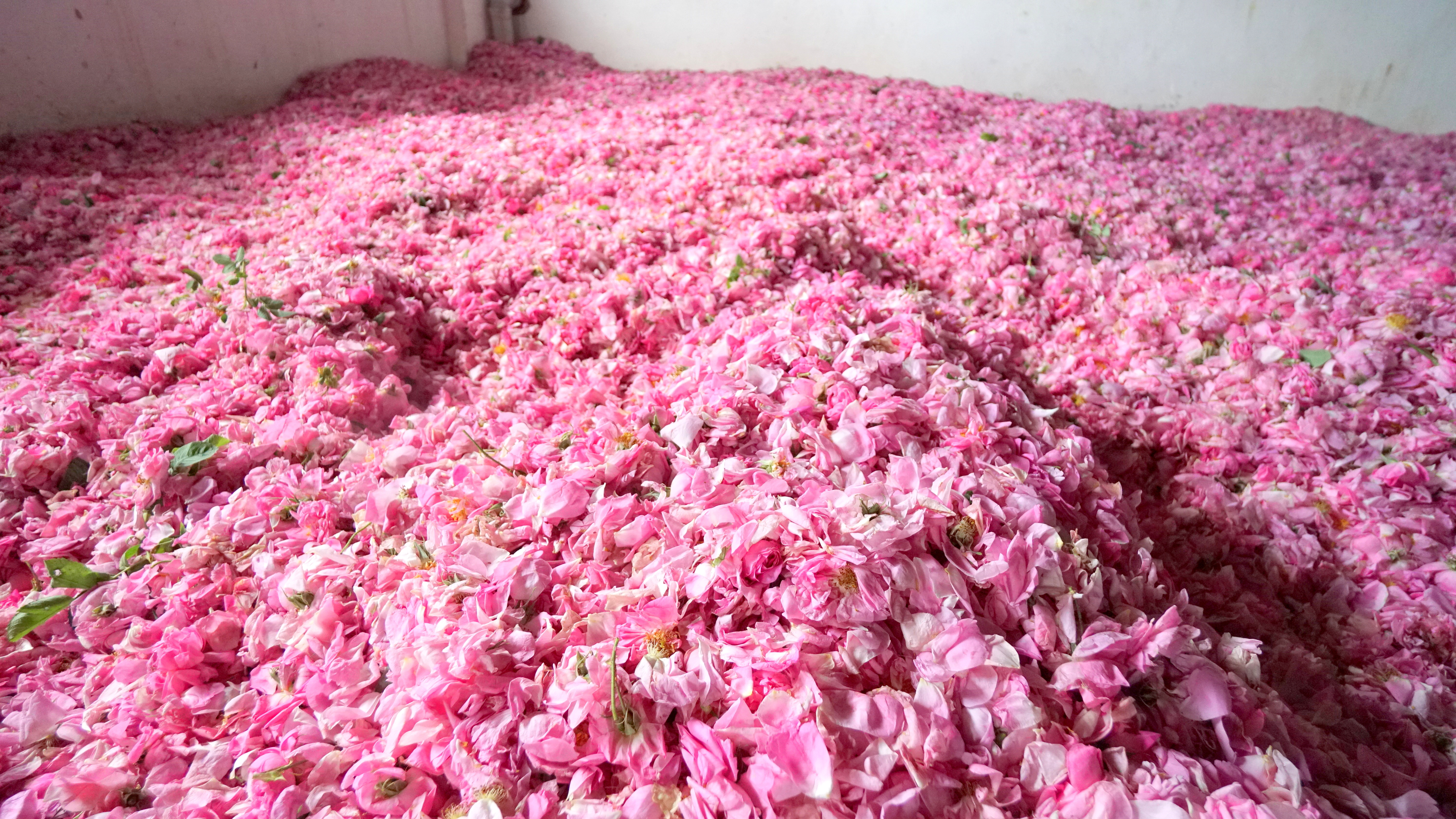 ROSE OIL