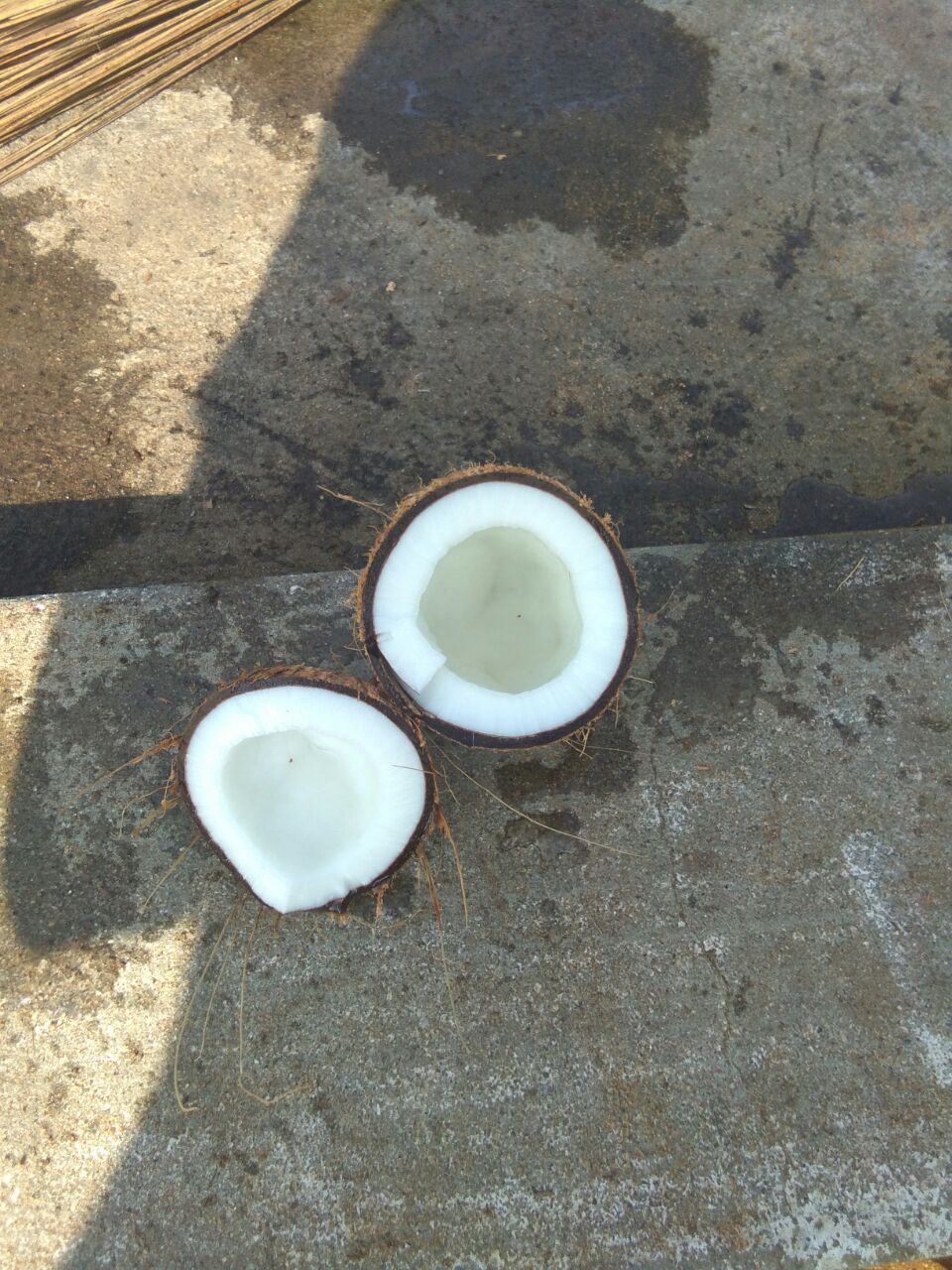 COCONUT 