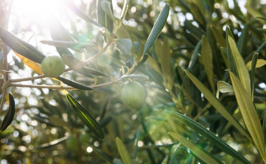 Olive oil