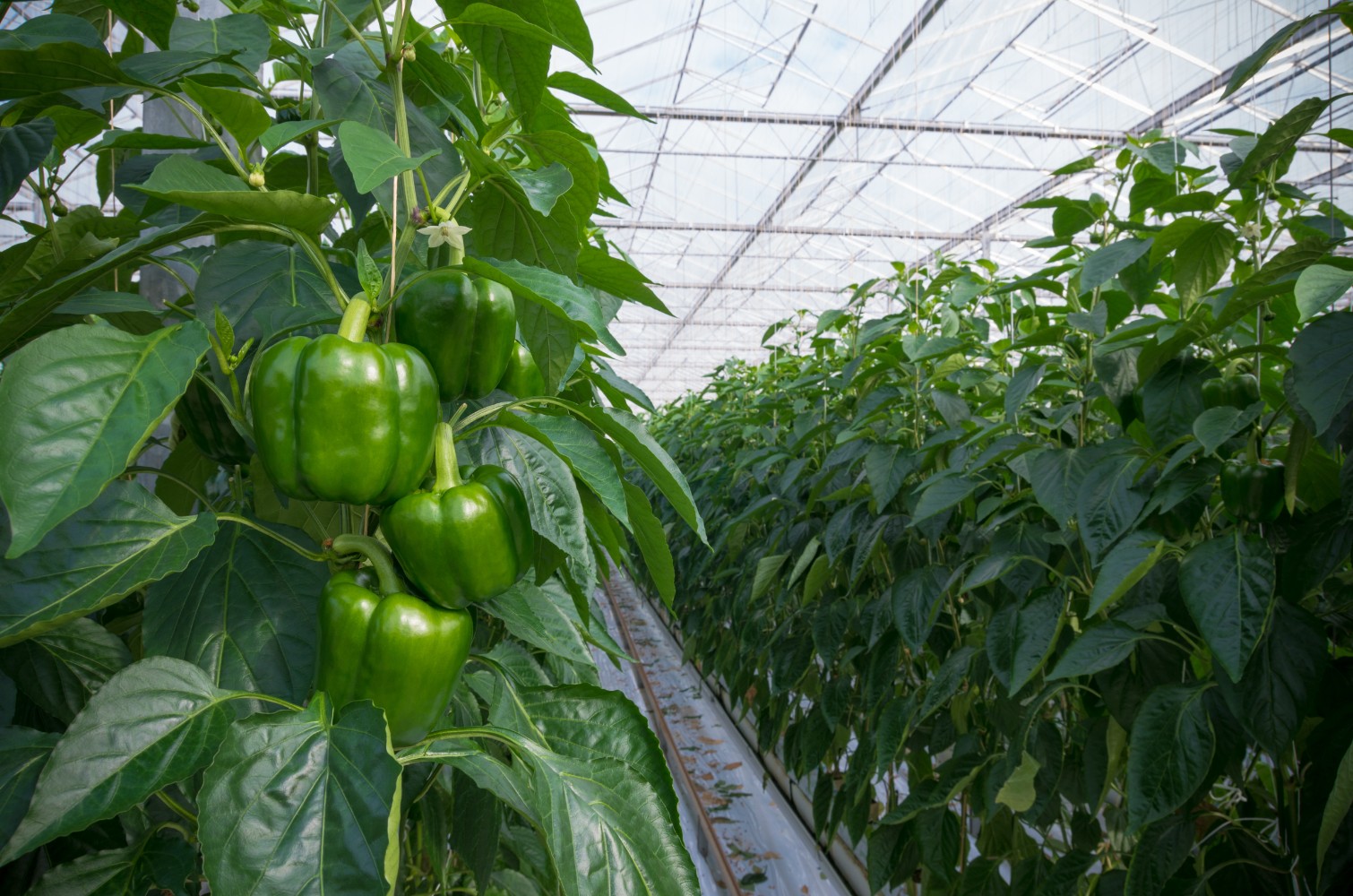 Greenhouse Cover