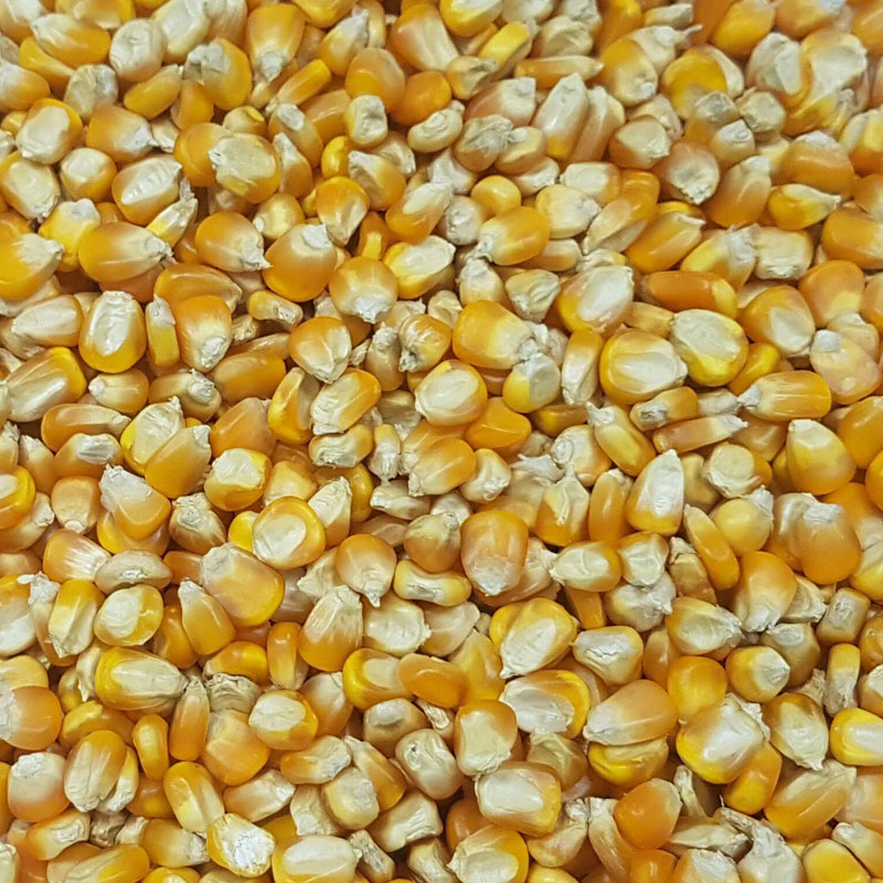 Yellow Maize (corn)