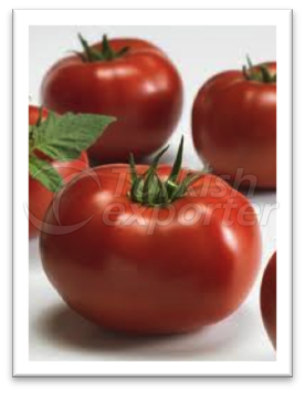 Beef Type Tomato